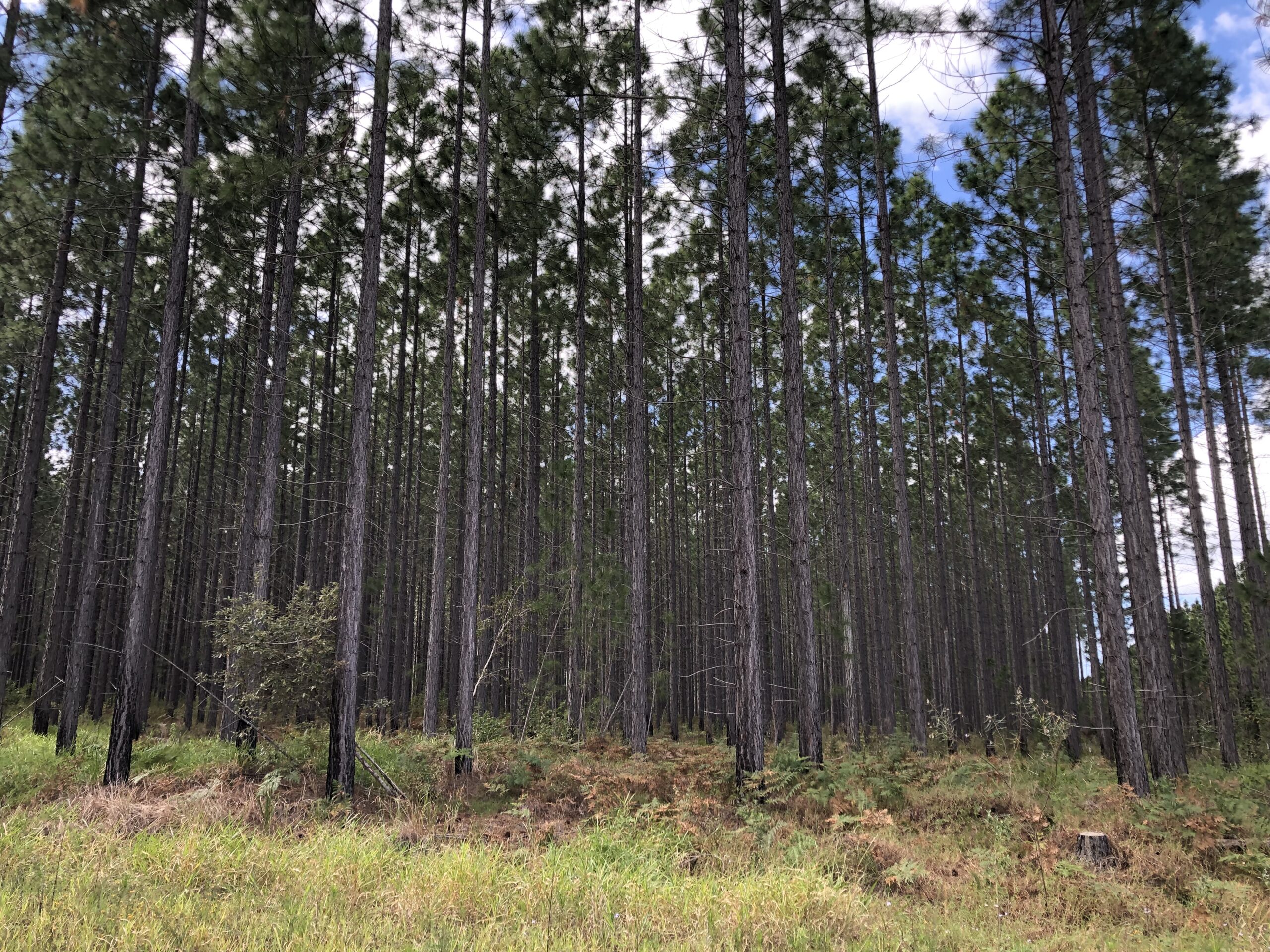 Timber efficiencies could help ease nation’s housing crisis