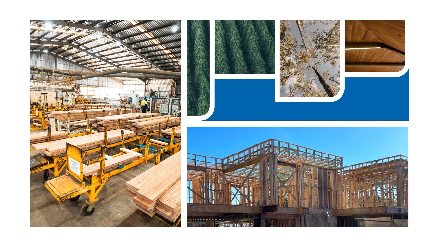 Queensland Future Timber Plan Charts Long-Term Vision for a Sustainable Timber Industry