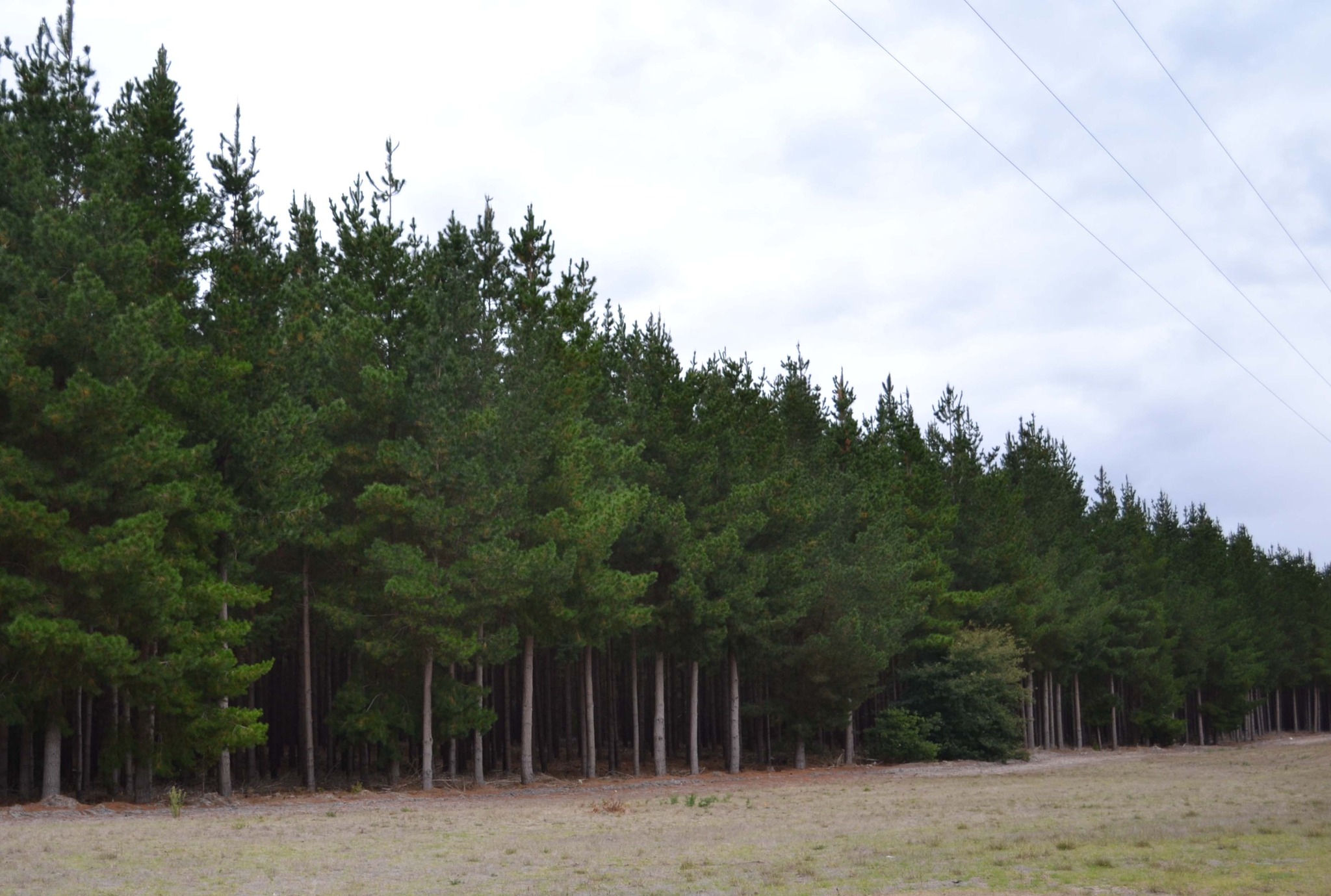 “We Are Forestry” Showcases the Strength of South Australia’s Forest Industries
