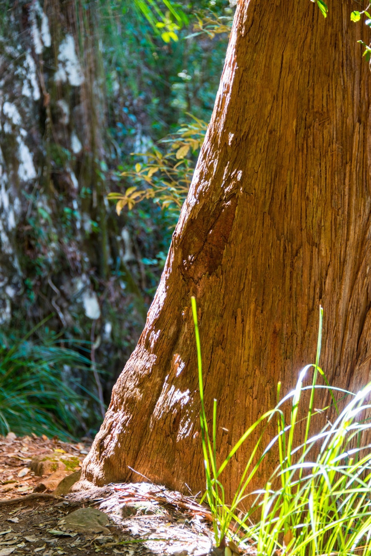 Bunnings Community & Sustainability Report 2025 for Responsible Timber Sourcing