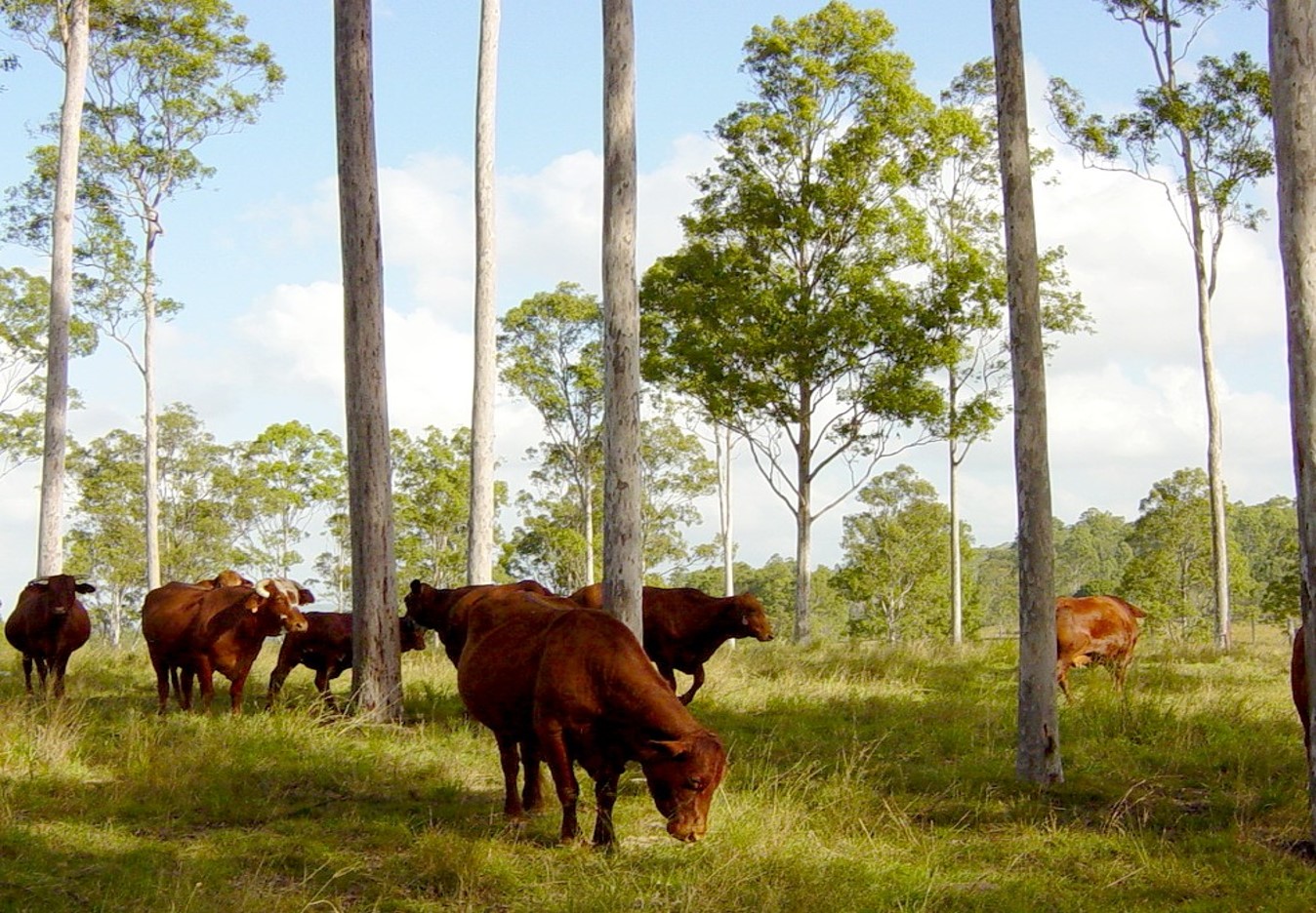 Australia Needs to Plant More Trees — but Agroforestry Could Help Close the Gap